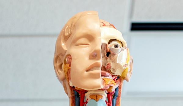 a medical dummy of the head